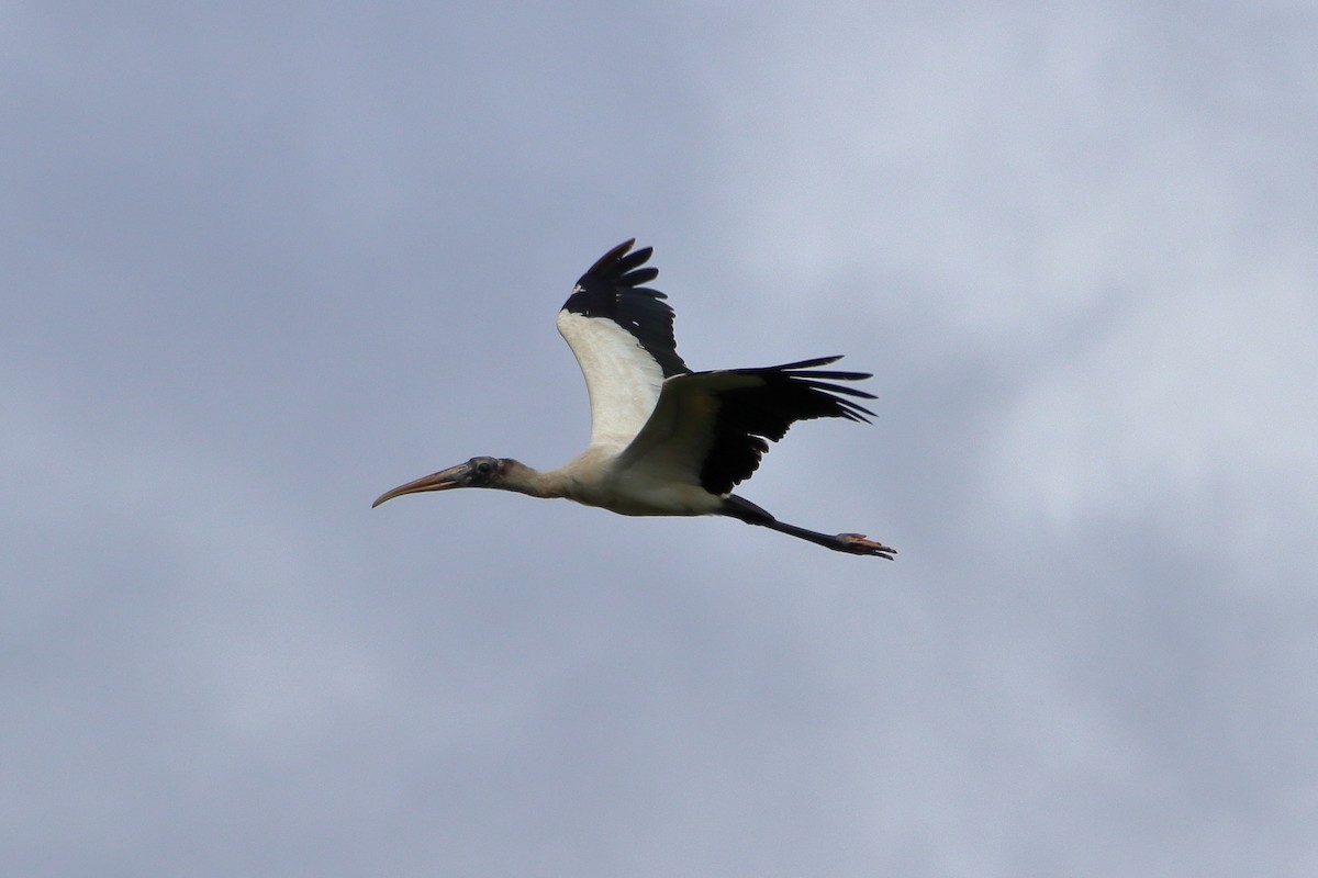 Wood Stork - ML640937484