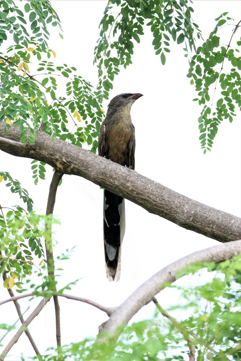 Sirkeer Malkoha - ML640937501