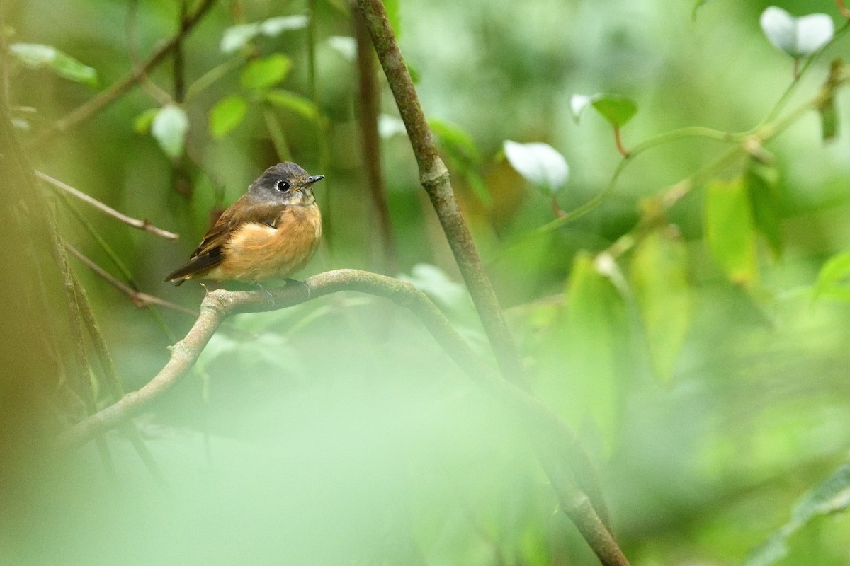 Ferruginous Flycatcher - ML640937579