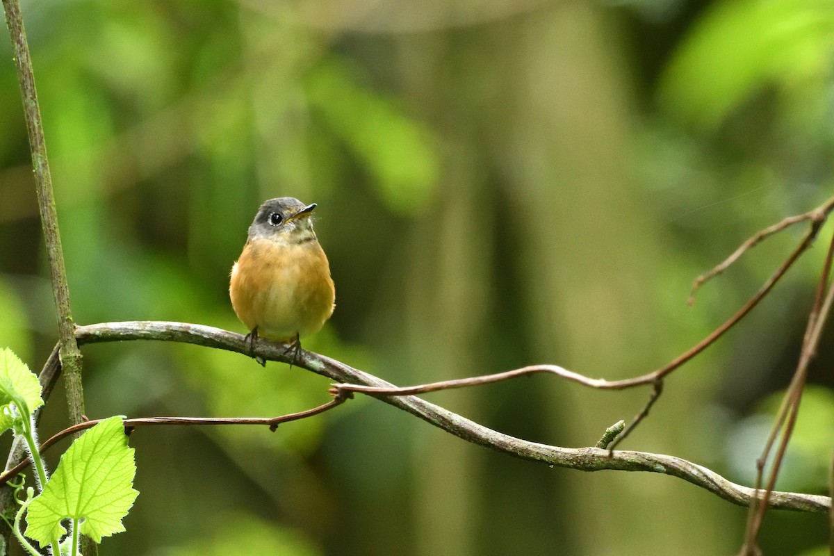 Ferruginous Flycatcher - ML640937580