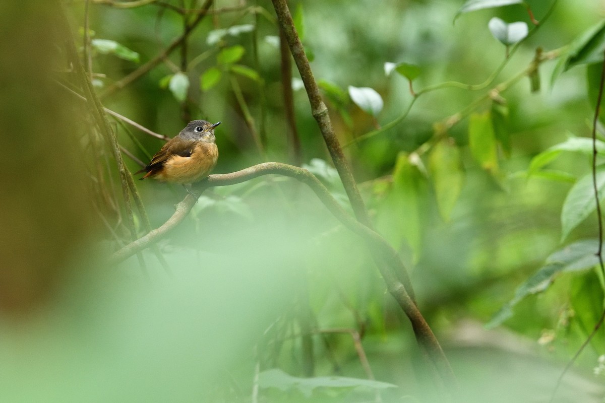 Ferruginous Flycatcher - ML640937581