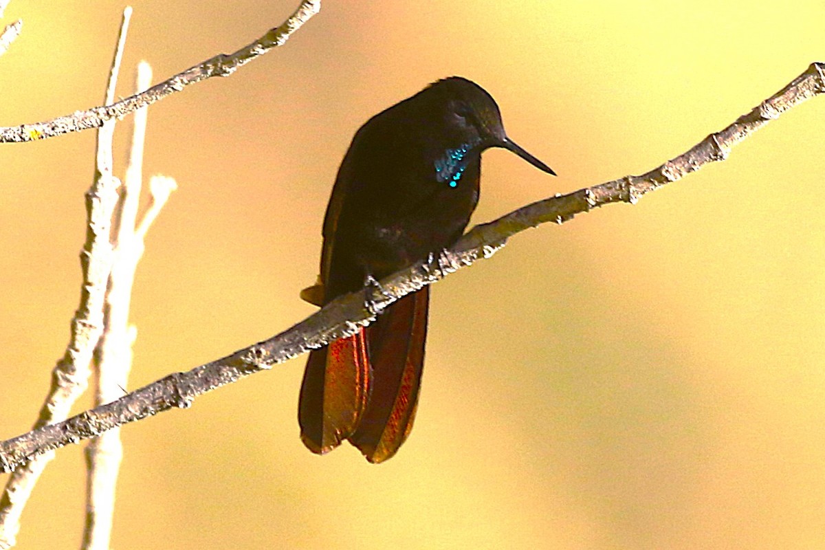 Black Metaltail - ML640937599