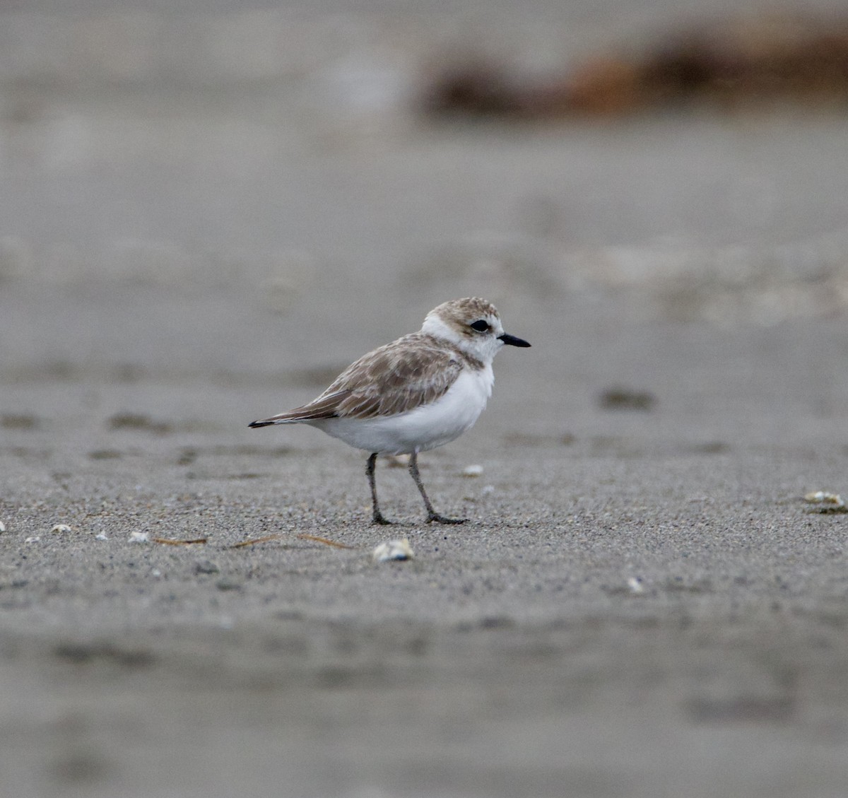 Snowy Plover - ML640937620