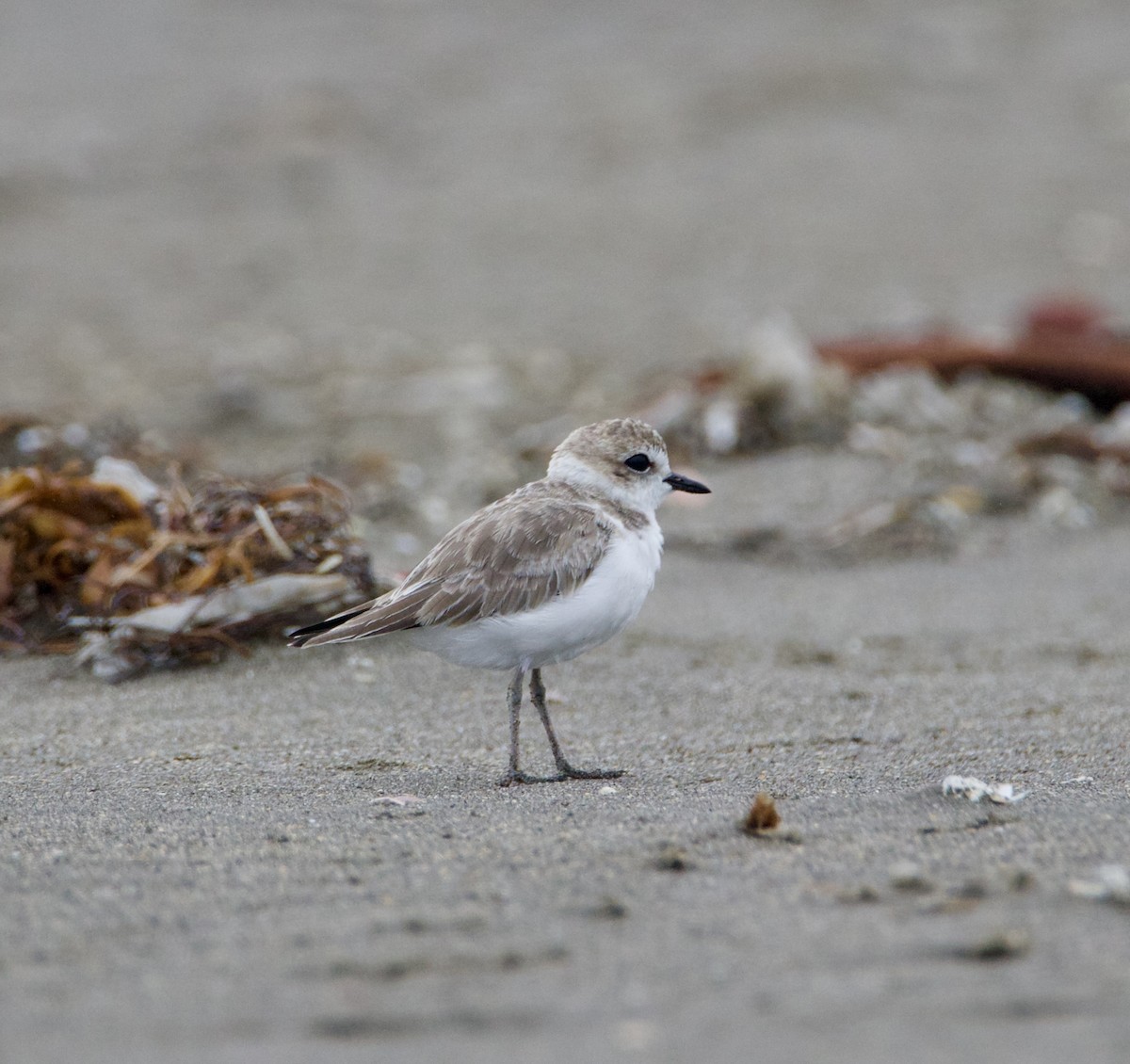 Snowy Plover - ML640937621