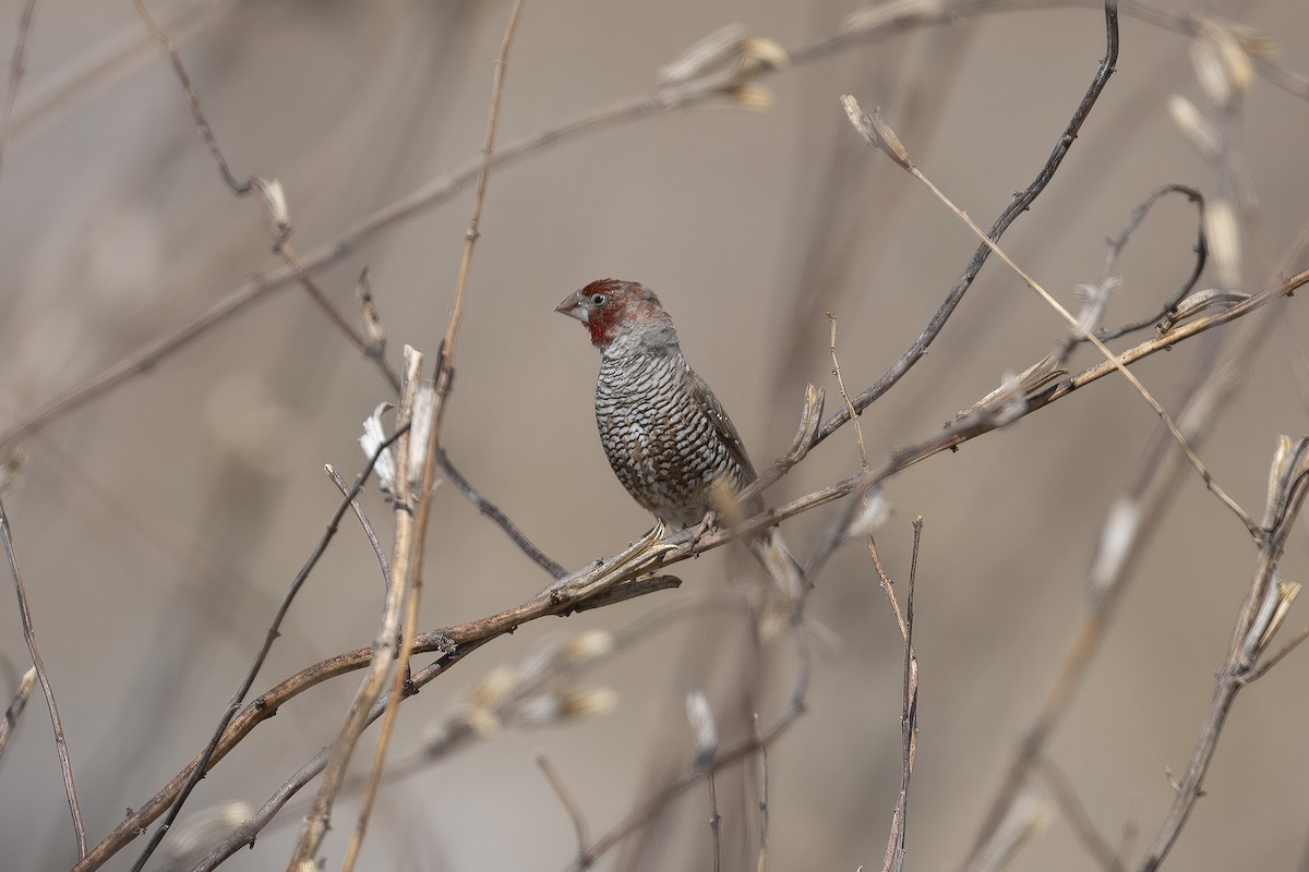 Red-headed Finch - ML640937692
