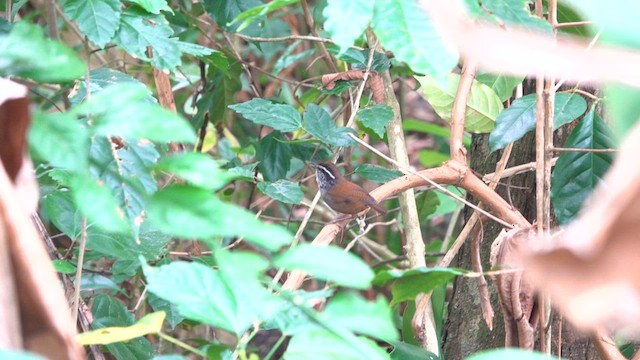 Gray-breasted Wood-Wren (bangsi) - ML640937718