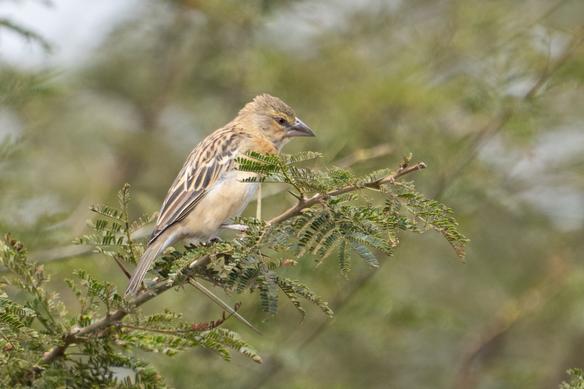 Chestnut Weaver - ML640937720