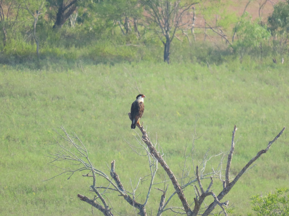 Crested Caracara (Northern) - ML640937728