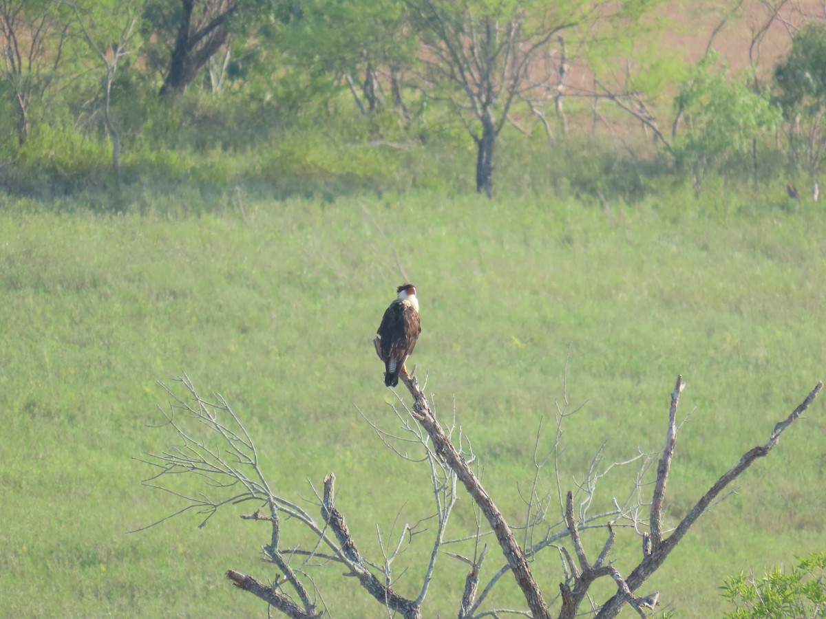 Crested Caracara (Northern) - ML640937729