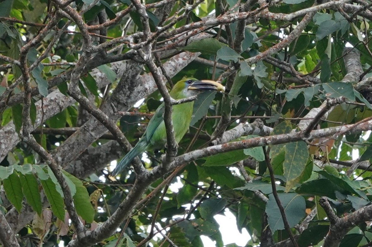 Groove-billed Toucanet (Yellow-billed) - ML640937737