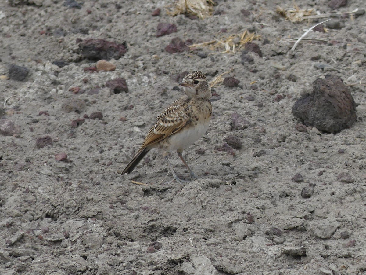 Red-capped Lark - ML640937747