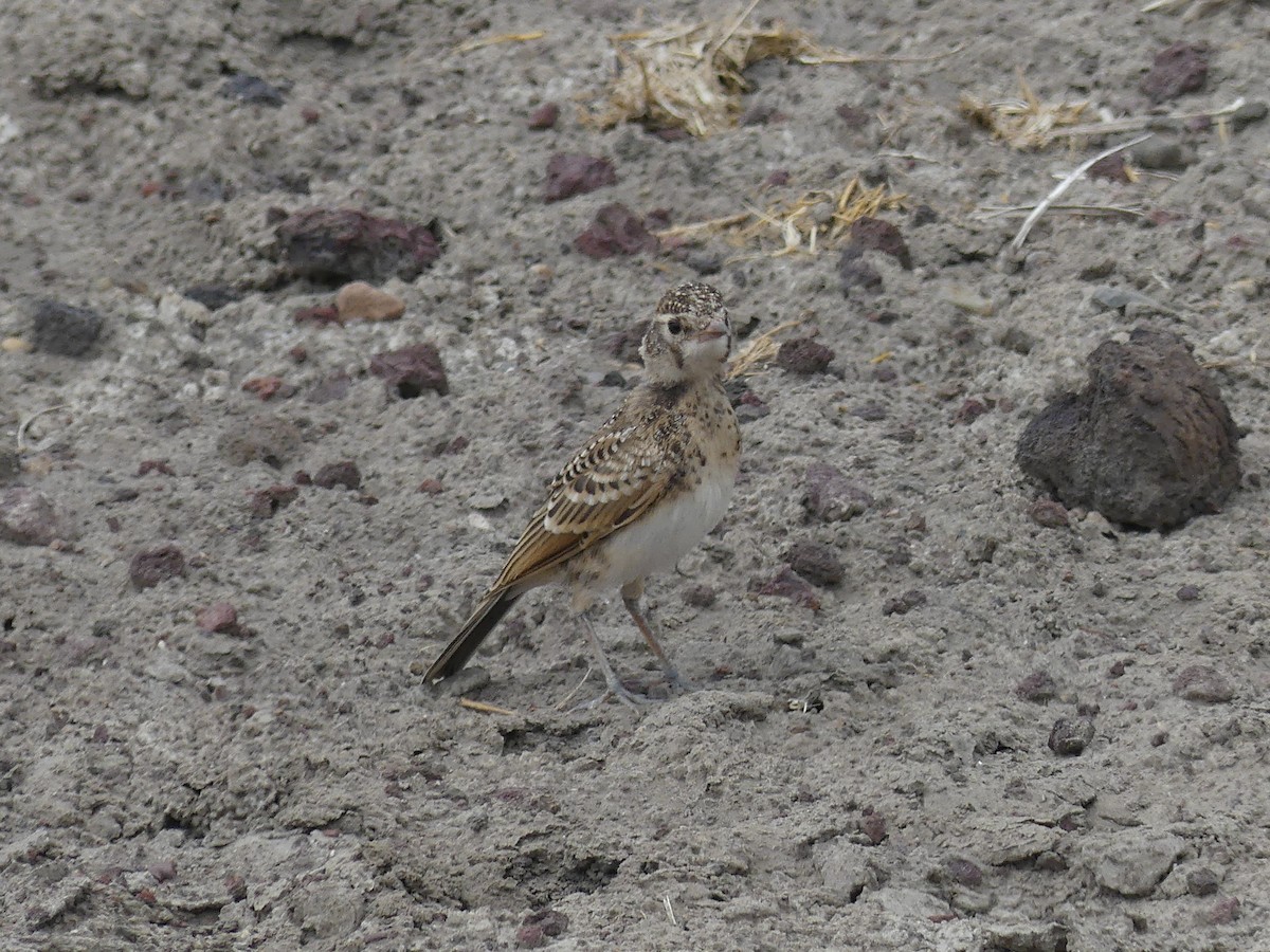 Red-capped Lark - ML640937748