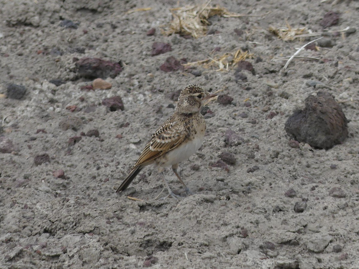 Red-capped Lark - ML640937750