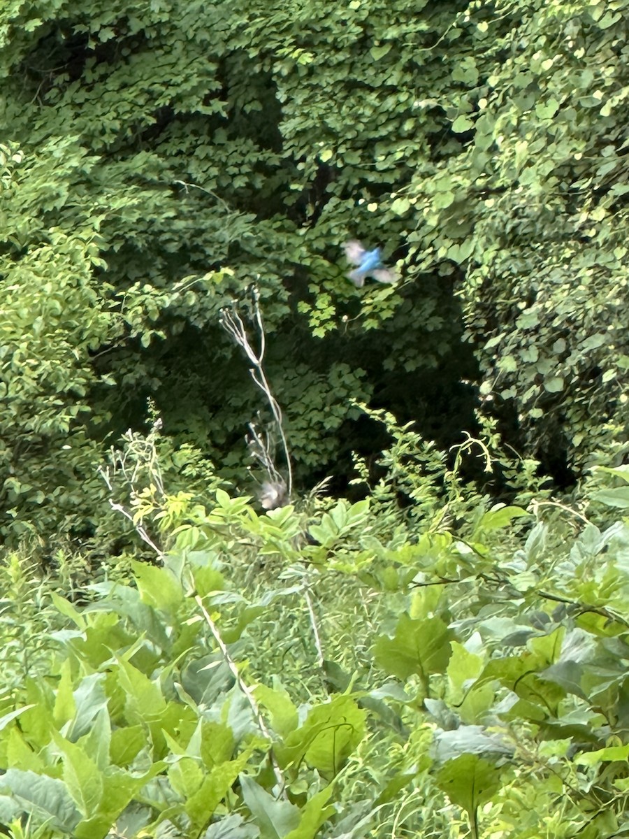 ルリノジコ - ML640937795