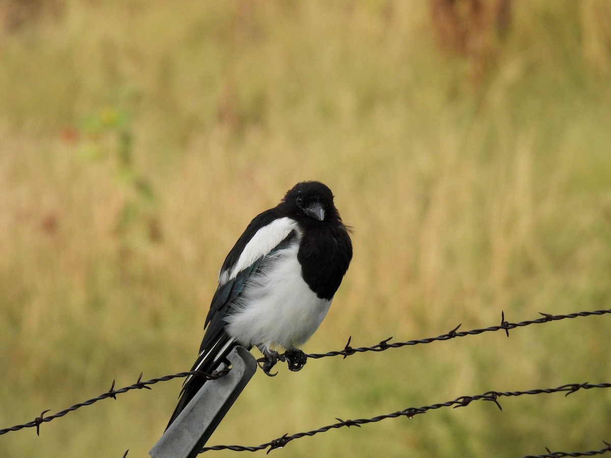 Black-billed Magpie - ML640937834