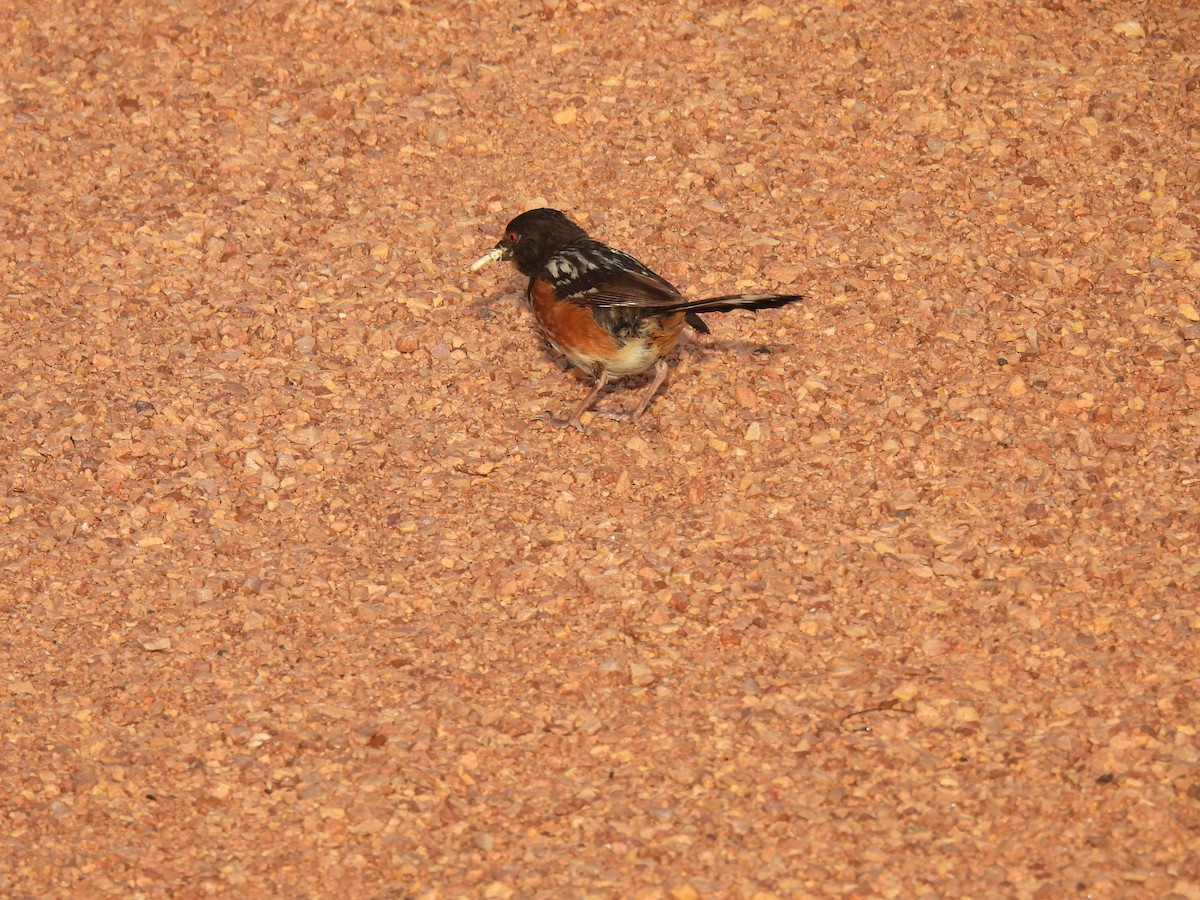 Spotted Towhee - ML640937843