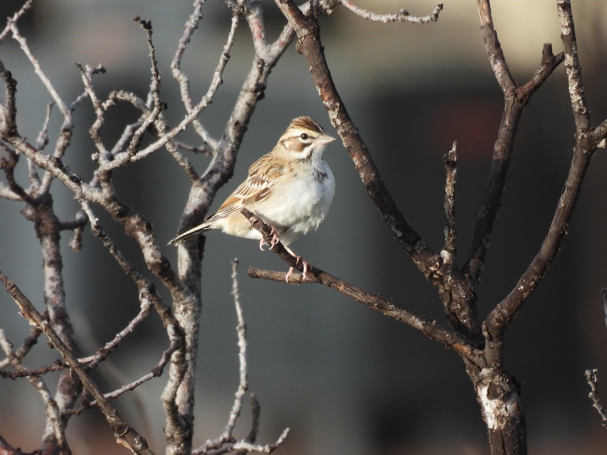 Lark Sparrow - ML640937852