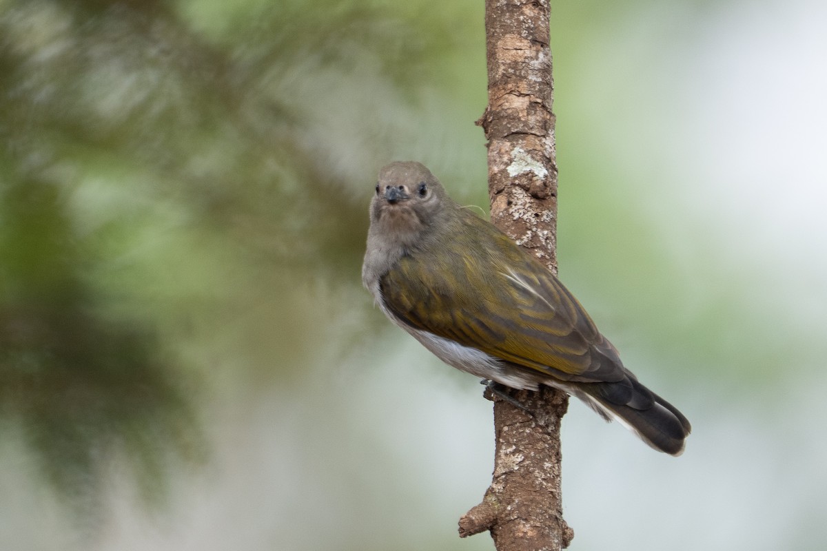 Lesser Honeyguide - ML640937864