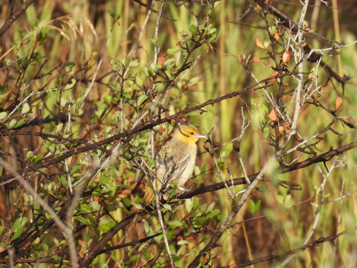 Bullock's Oriole - ML640937884