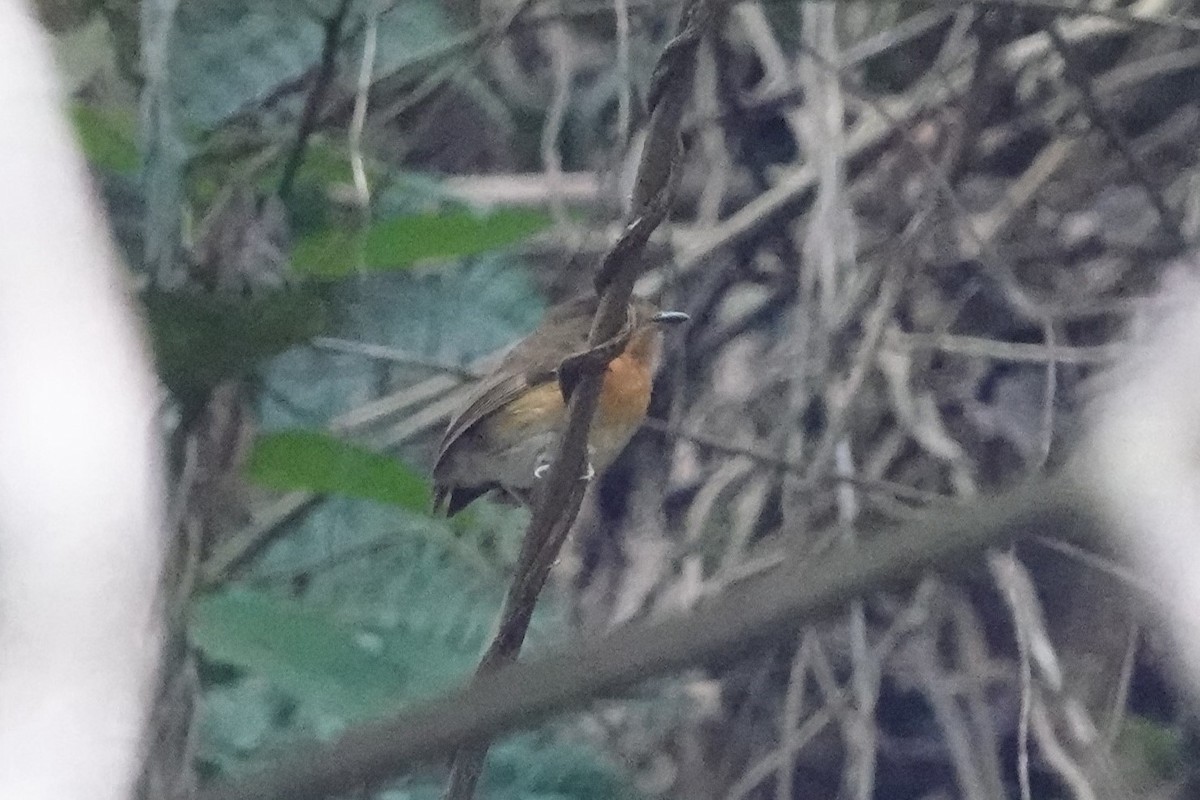 Rusty-breasted Antpitta (Rusty-breasted) - ML640937891