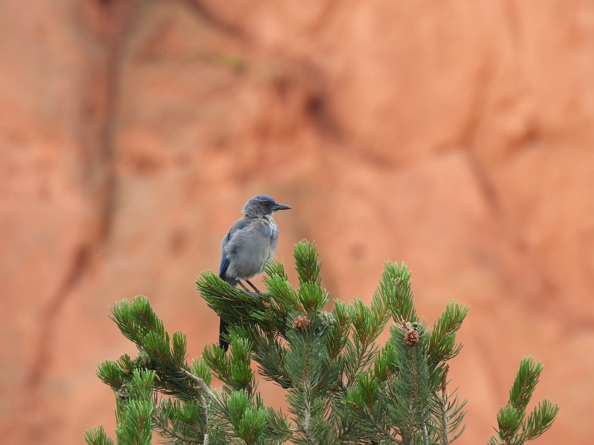 Woodhouse's Scrub-Jay - ML640937921