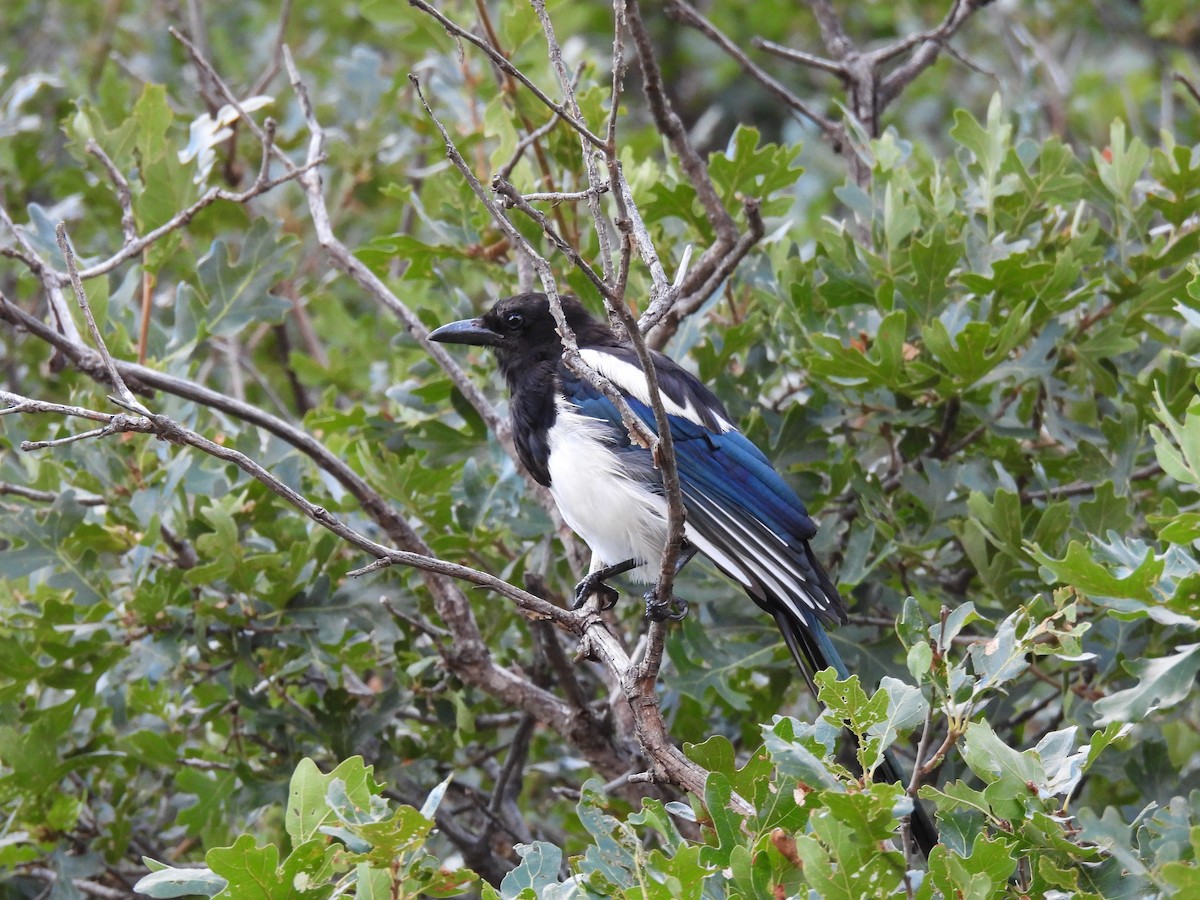 Black-billed Magpie - ML640937983