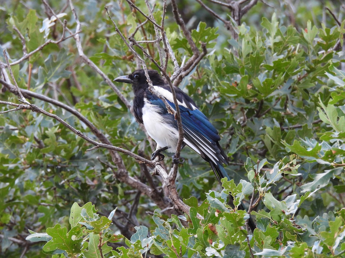 Black-billed Magpie - ML640937987