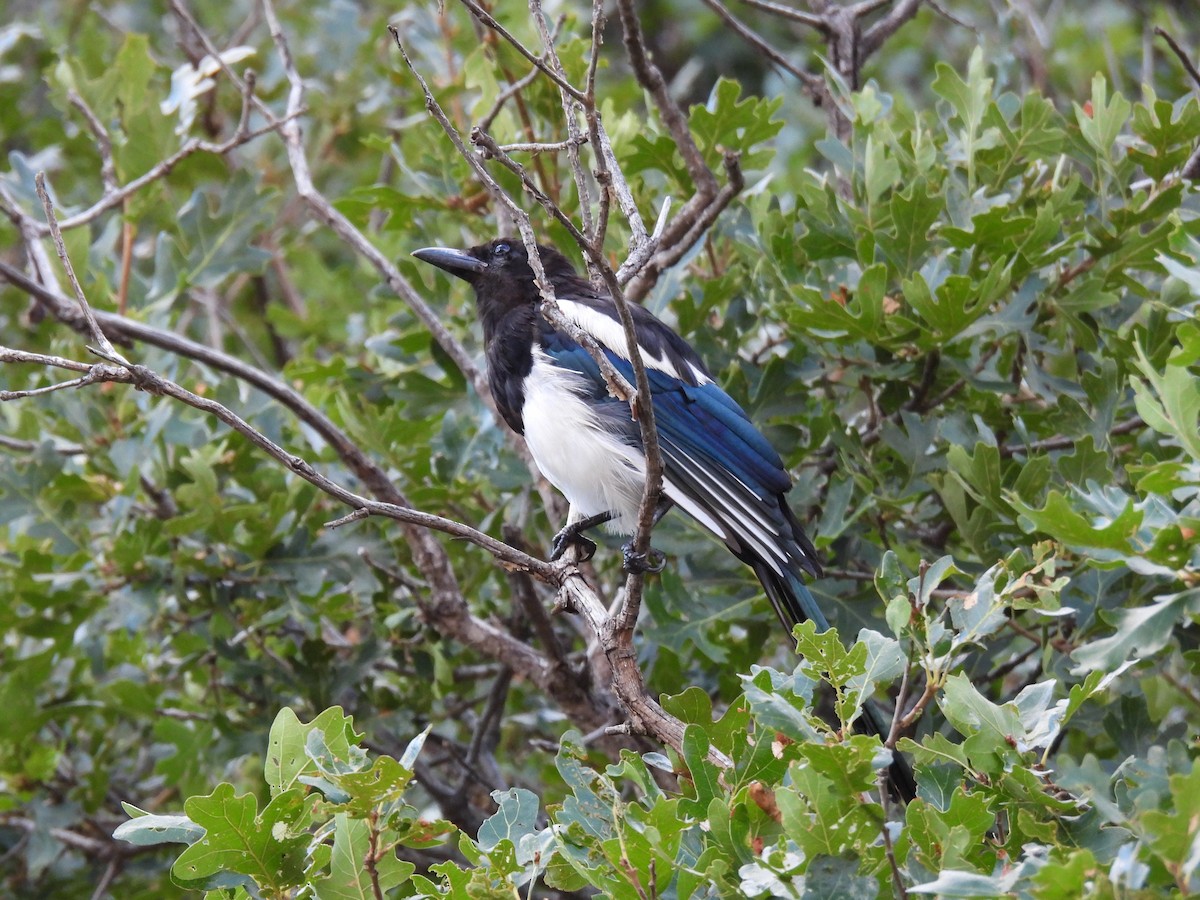 Black-billed Magpie - ML640937989