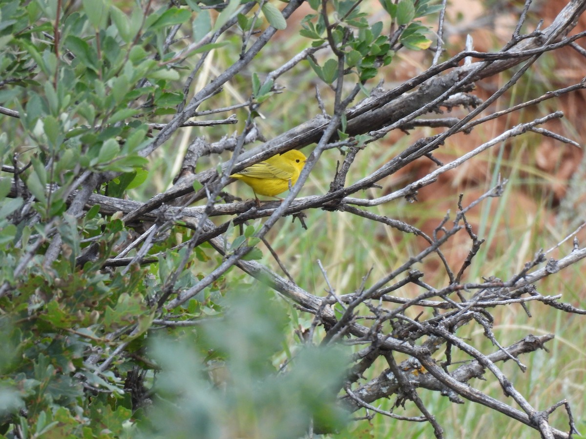 Yellow Warbler - ML640938047