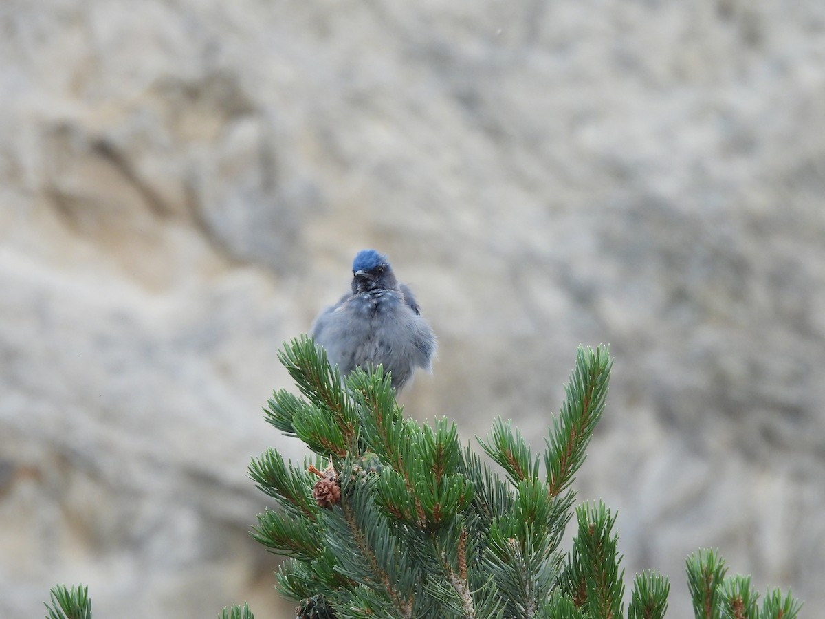 Woodhouse's Scrub-Jay - ML640938049
