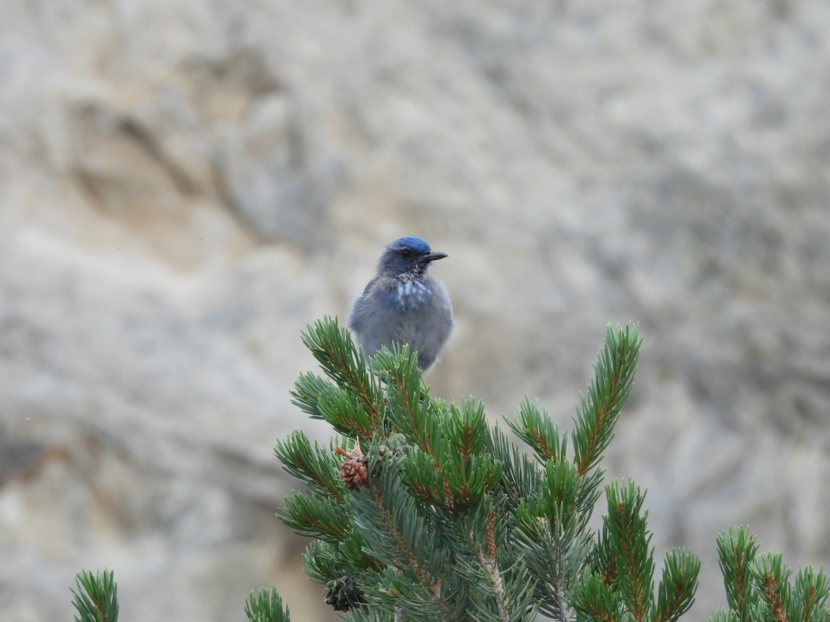 Woodhouse's Scrub-Jay - ML640938050