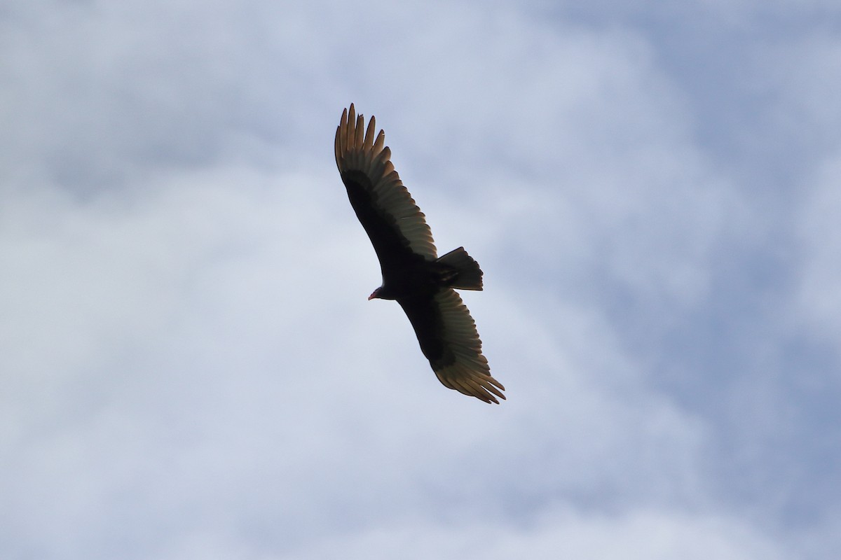 Turkey Vulture - ML640938132