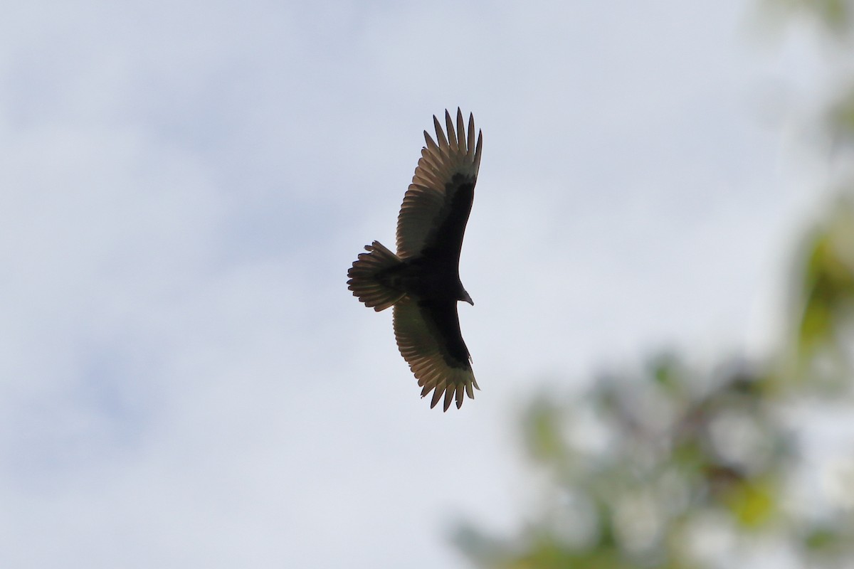 Turkey Vulture - ML640938139