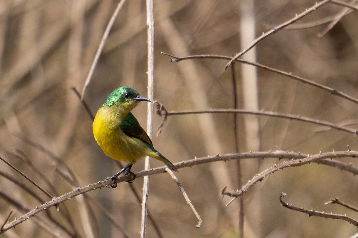 Collared Sunbird - ML640938173