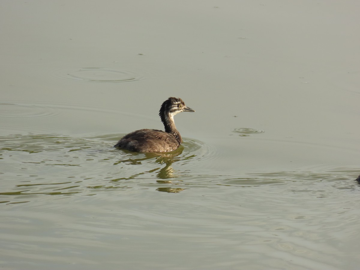 Least Grebe - ML640938177