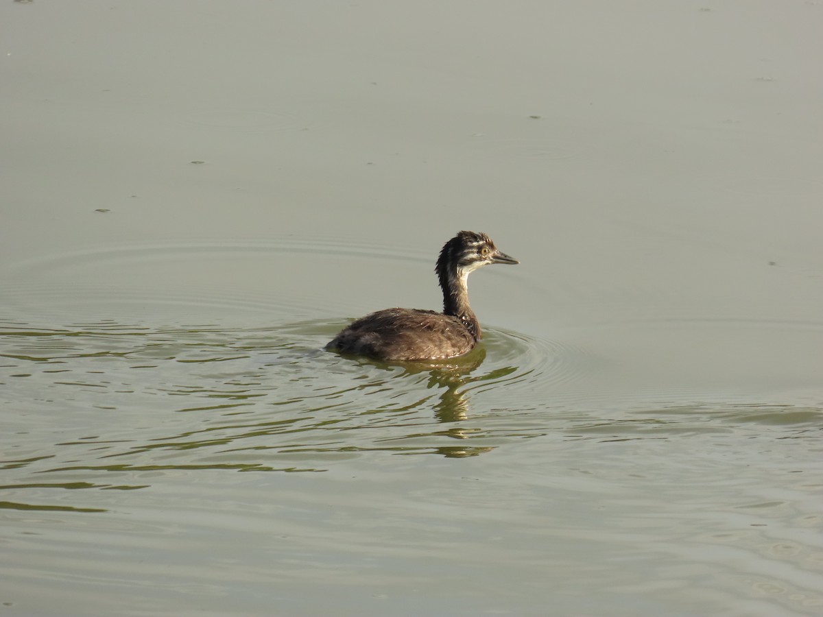 Least Grebe - ML640938179