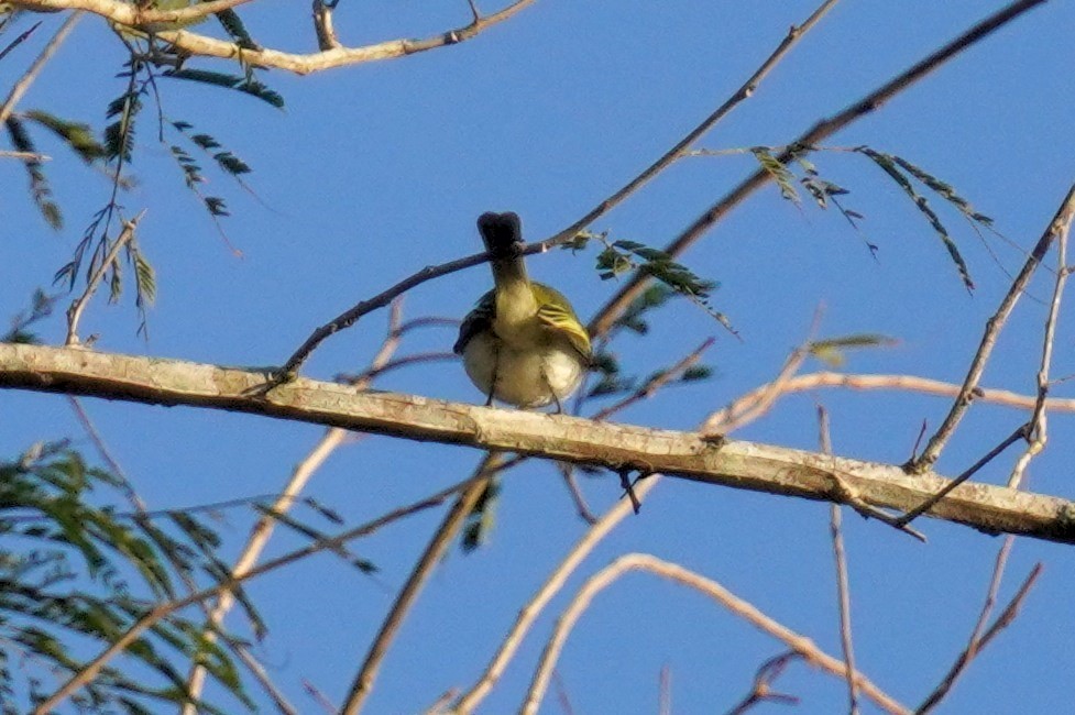 Gray-headed Elaenia - ML640938195