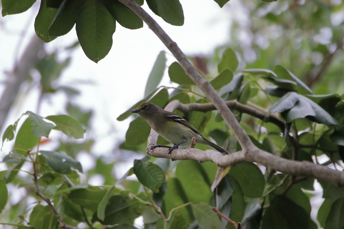 White-eyed Vireo - ML640938232