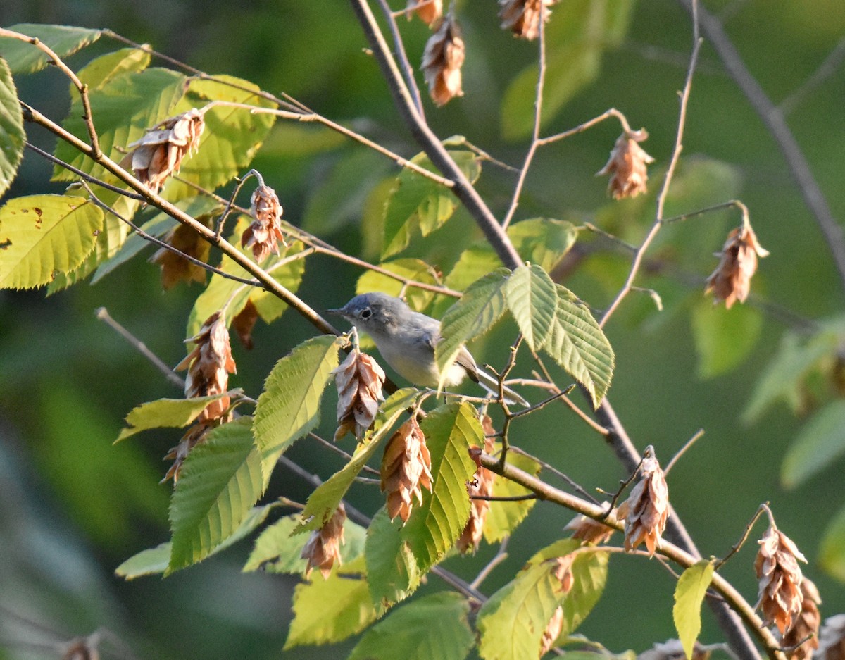 Blue-gray Gnatcatcher - ML640938244