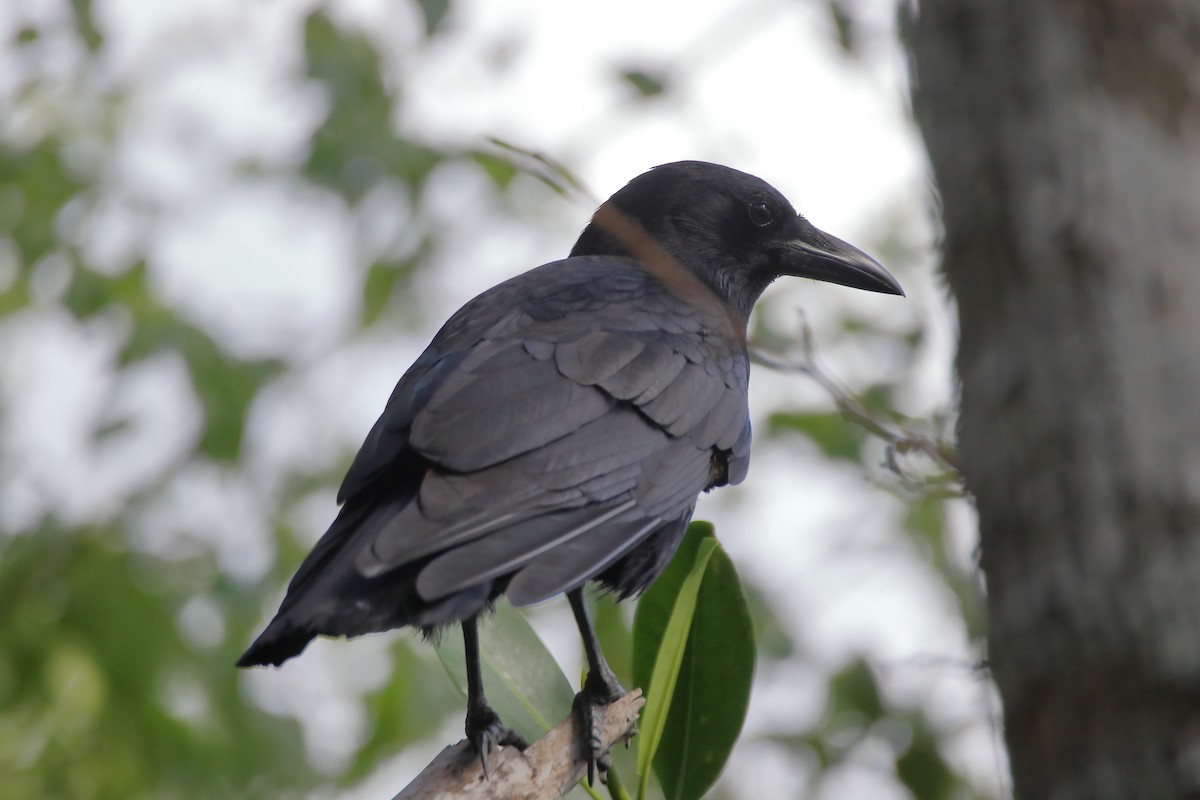 American Crow - ML640938245