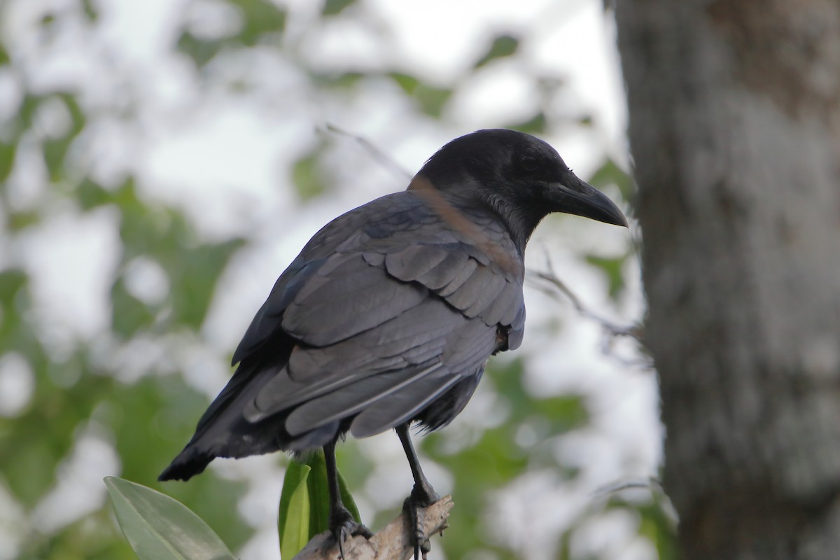 American Crow - ML640938246