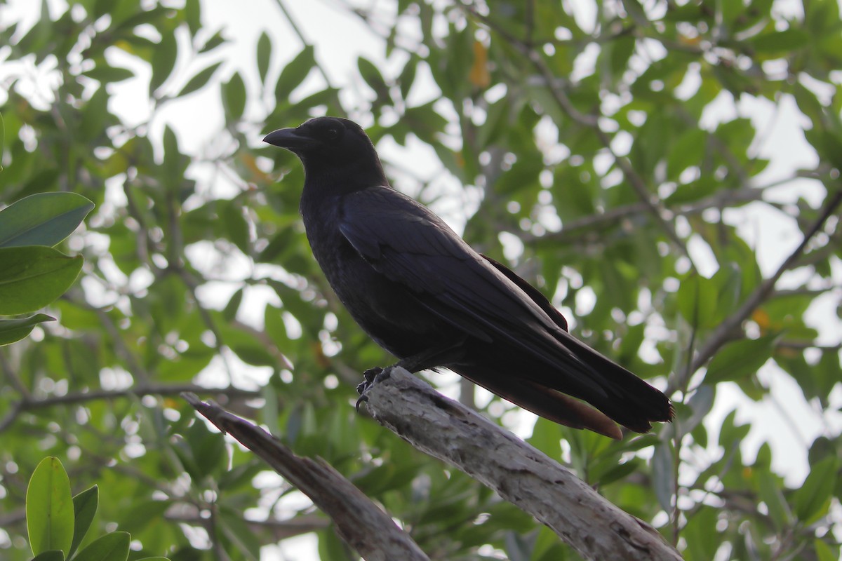 American Crow - ML640938254
