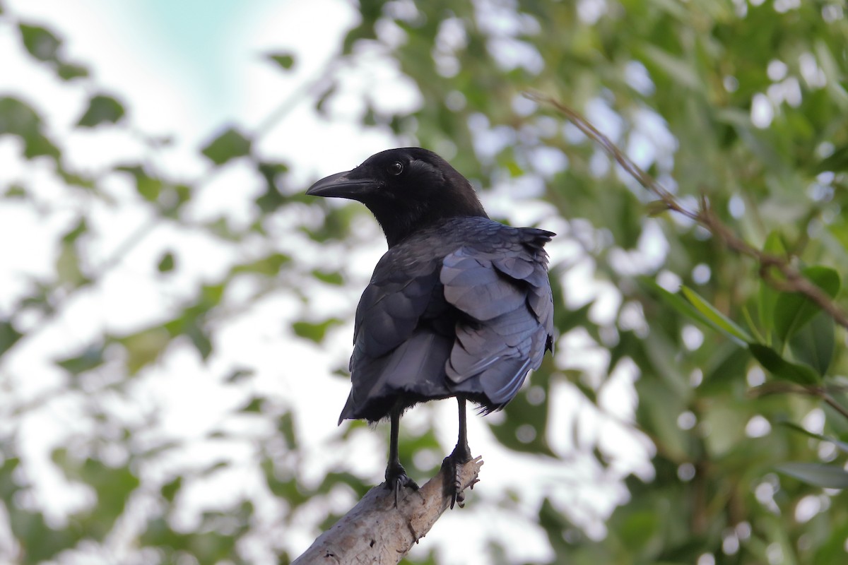 American Crow - ML640938257