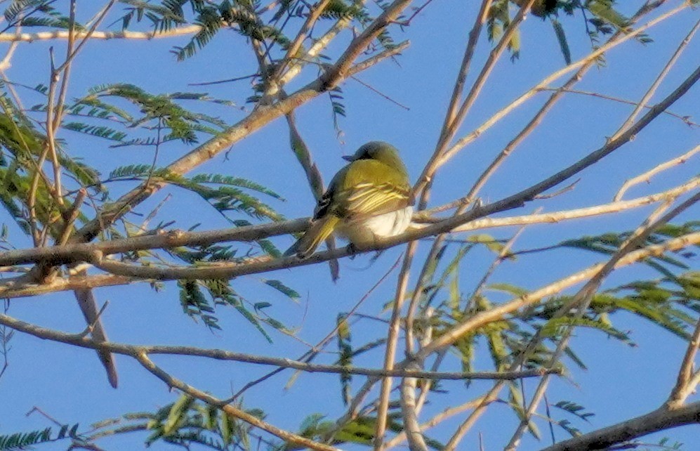 Gray-headed Elaenia - ML640938258