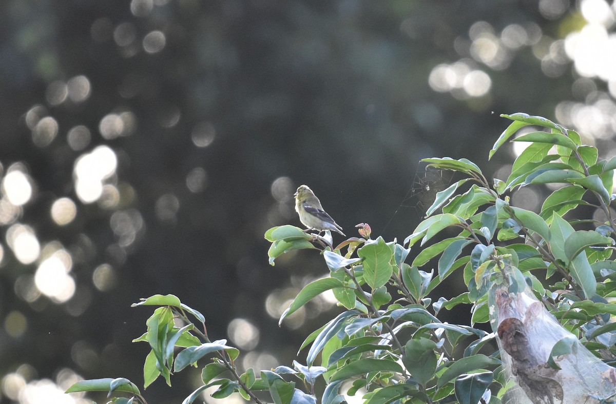 American Goldfinch - ML640938260