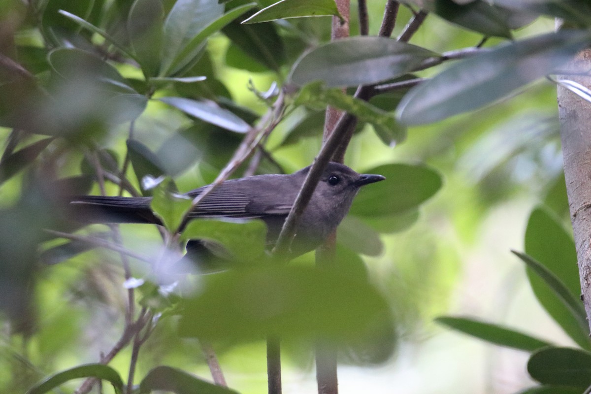 Gray Catbird - ML640938267