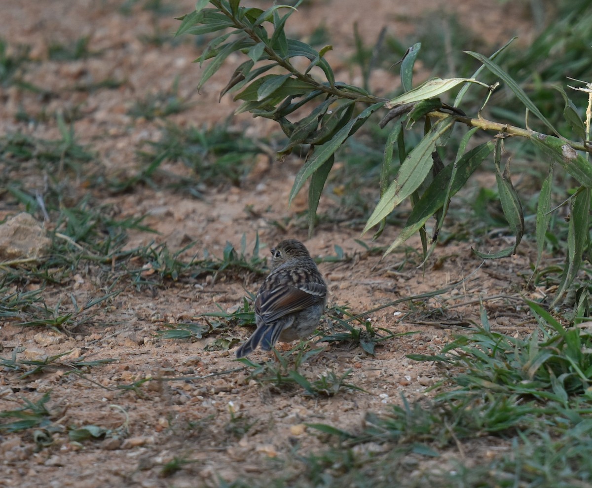 Field Sparrow - ML640938275