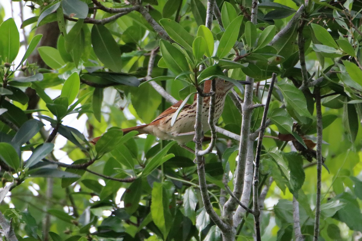 Brown Thrasher - ML640938276