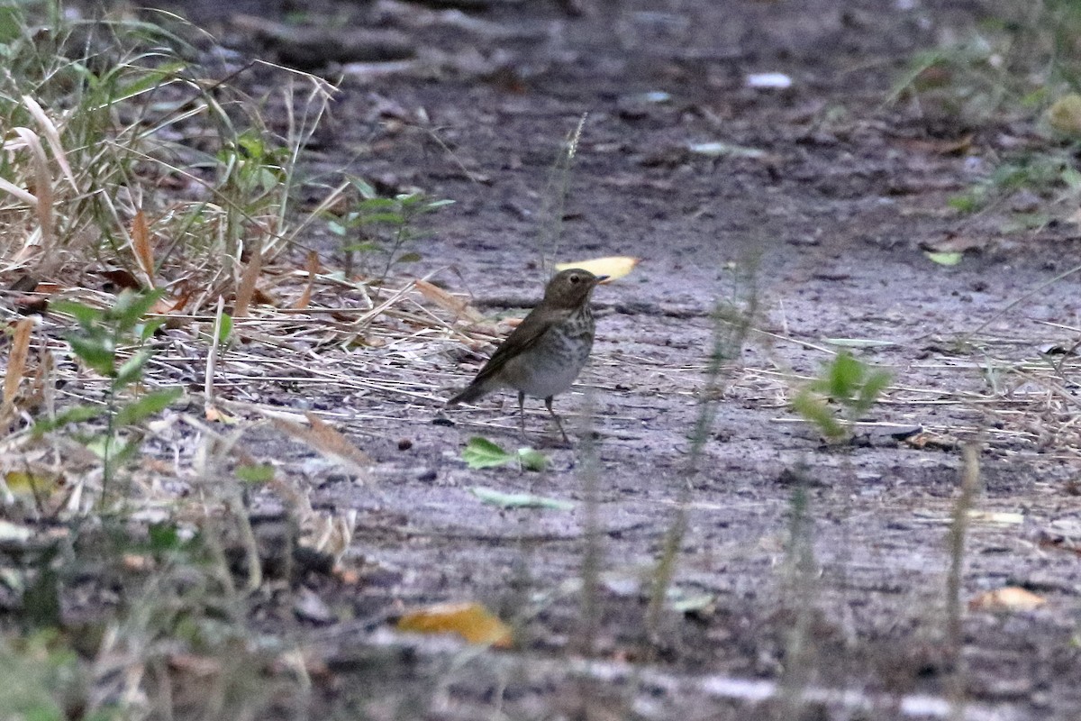 Swainson's Thrush - ML640938281