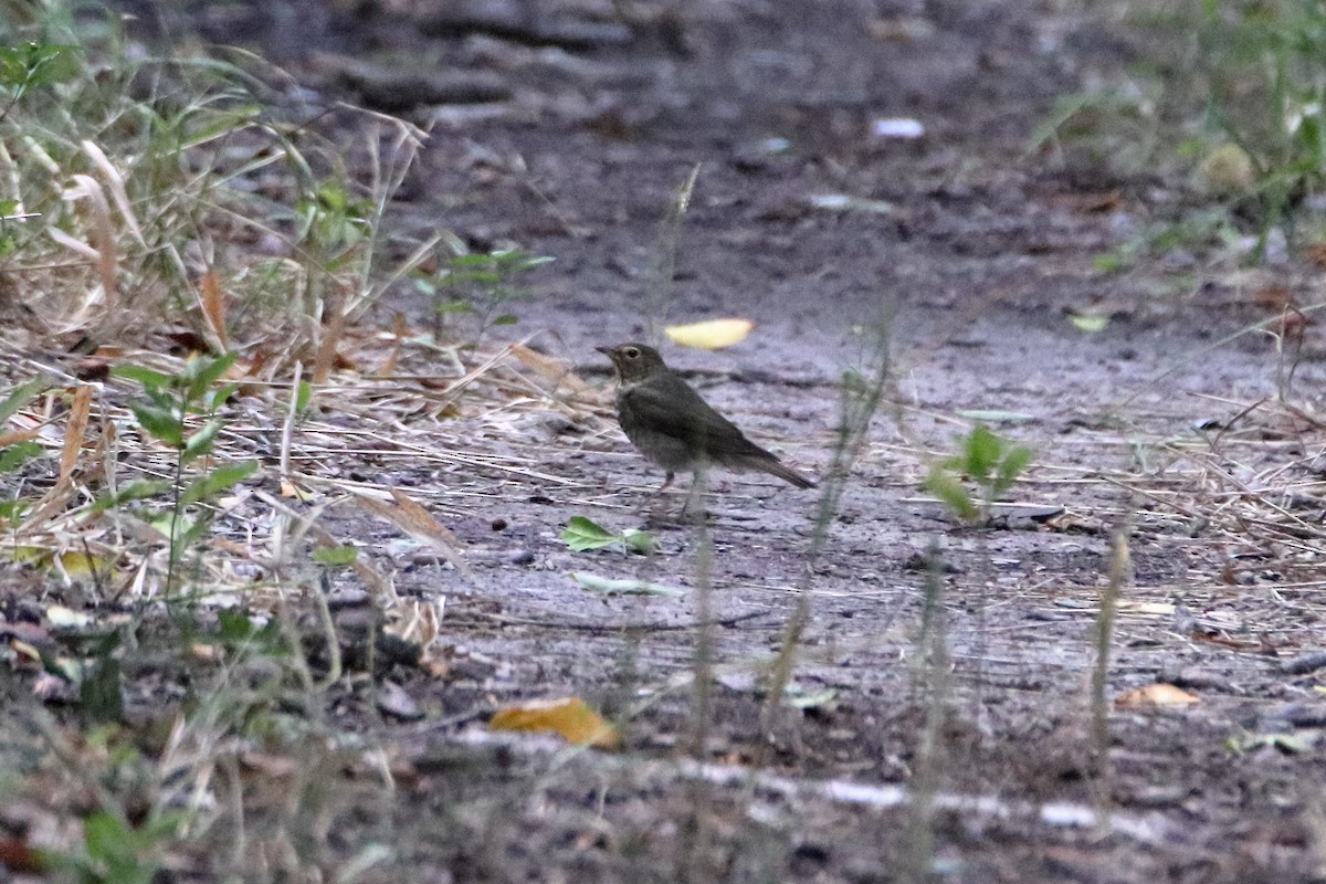 Swainson's Thrush - ML640938285